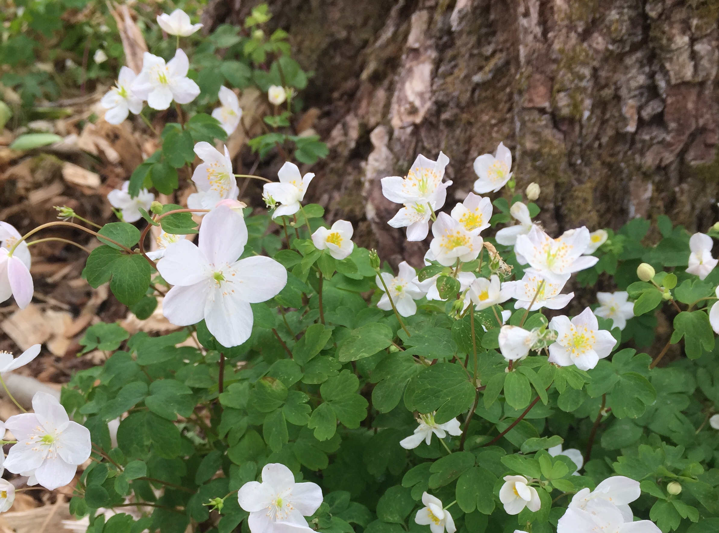 Lawn Care for Trees, Shrubs, and Perennials