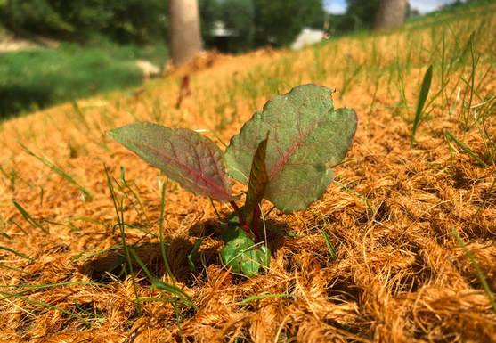 Growing Native Plants to Restore Habitat