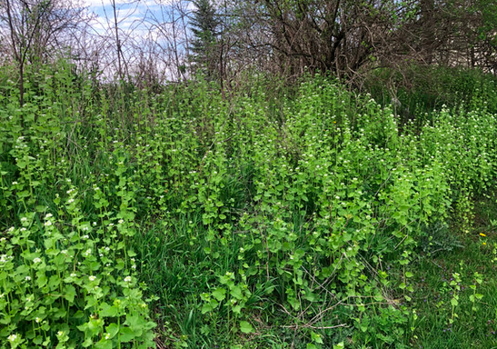 Growing Native Plants to Restore Habitat