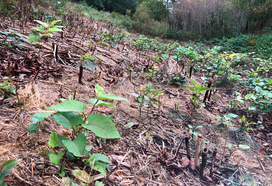 Growing Native Plants 