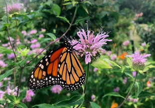 Native Plants & Animals