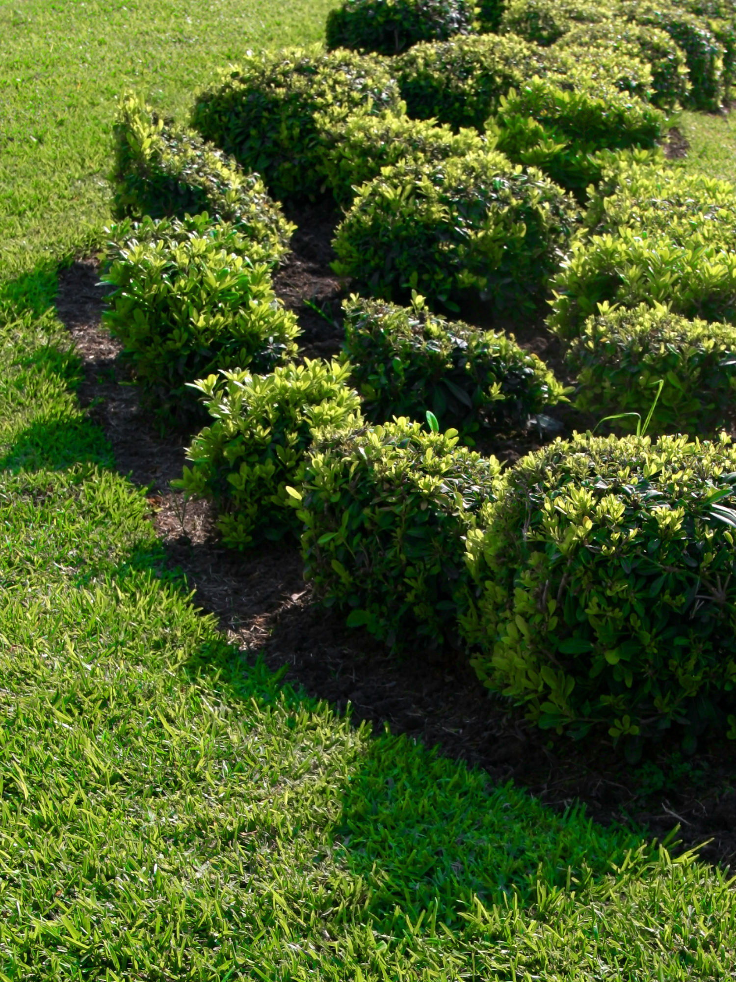 A Planted Row of Bushes